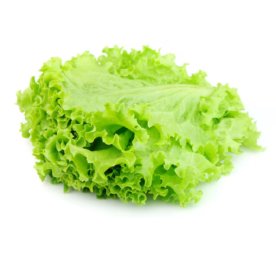 Lechuga